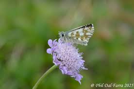 Attēlu rezultāti vaicājumam “Pyrgus alveus underside”