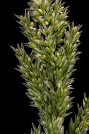 Attēlu rezultāti vaicājumam “Polypogon tentacularius”