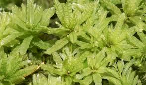 Attēlu rezultāti vaicājumam “Plagiomnium undulatum”