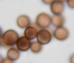 Attēlu rezultāti vaicājumam “Physarum cinereum macro”