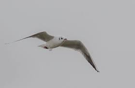 Attēlu rezultāti vaicājumam “Larus ridibundus”