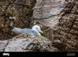 Attēlu rezultāti vaicājumam “Rissa tridactyla nest”