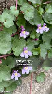 Attēlu rezultāti vaicājumam “Cymbalaria muralis”