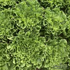 Image result for Endivie