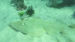 Image result for Acroteriobatus blochii