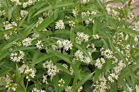 Attēlu rezultāti vaicājumam “Vincetoxicum hirundinaria fruit”