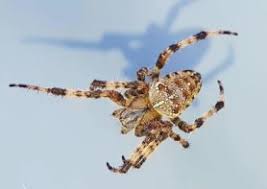 Attēlu rezultāti vaicājumam “Araneus diadematus female”