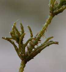 Attēlu rezultāti vaicājumam “Chara hispida”