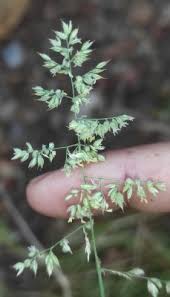 Attēlu rezultāti vaicājumam “Holcus mollis”