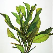 Attēlu rezultāti vaicājumam “Potamogeton lucens leaf”