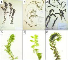 Attēlu rezultāti vaicājumam “Myriophyllum alterniflorum”
