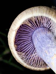 Attēlu rezultāti vaicājumam “Hemitrichia decipiens stalked”