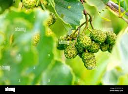Attēlu rezultāti vaicājumam “Alnus glutinosa fruit”