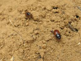 Attēlu rezultāti vaicājumam “Aphodius subterraneus”