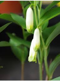Attēlu rezultāti vaicājumam “Galium odoratum bud”