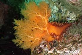Image result for Cucumaria frondosa