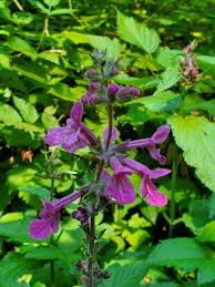 Attēlu rezultāti vaicājumam “Stachys”