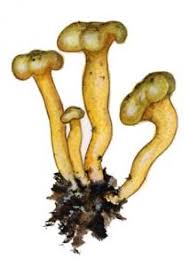 Attēlu rezultāti vaicājumam “Leotia lubrica”