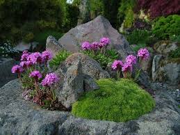 Attēlu rezultāti vaicājumam “Trichia alpina”