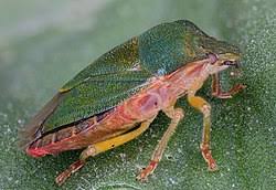 Attēlu rezultāti vaicājumam “Palomena prasina”