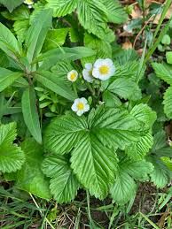 Attēlu rezultāti vaicājumam “Saxifraga cymbalaria fruit”