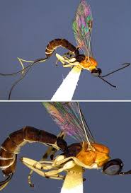 Attēlu rezultāti vaicājumam “Proutia betulina larva”