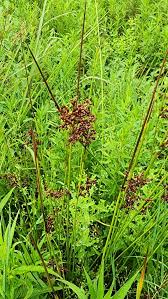 Attēlu rezultāti vaicājumam “Juncus effusus”