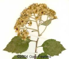 Attēlu rezultāti vaicājumam “Crataegus chlorosarca”