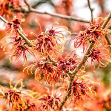 Attēlu rezultāti vaicājumam “Hamamelis vernalis”
