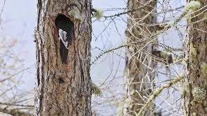 Attēlu rezultāti vaicājumam “Dryocopus martius nest”