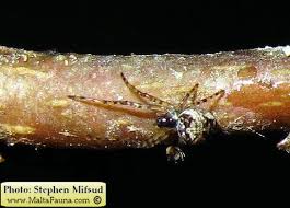 Attēlu rezultāti vaicājumam “Metellina merianae”