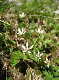 Attēlu rezultāti vaicājumam “Saxifraga cymbalaria flower”