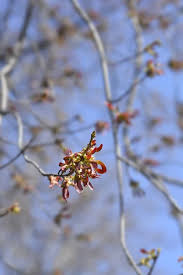Attēlu rezultāti vaicājumam “Acer saccharinum fruit”