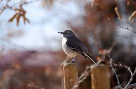 Image result for Mimus polyglottos