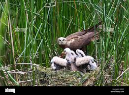 Attēlu rezultāti vaicājumam “Circus aeruginosus adult”