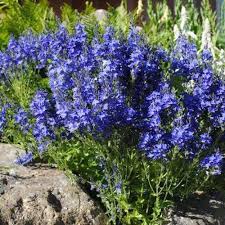 Attēlu rezultāti vaicājumam “Veronica austriaca subsp. teucrium leaf”