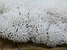 Attēlu rezultāti vaicājumam “Ceratiomyxaceae”