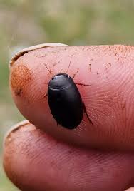 Attēlu rezultāti vaicājumam “Ilybius sp.”