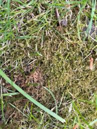 Attēlu rezultāti vaicājumam “Drepanocladus aduncus”