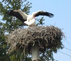 Attēlu rezultāti vaicājumam “Motacilla alba nest”