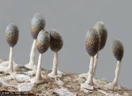 Attēlu rezultāti vaicājumam “Diachea leucopodia”