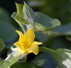 Attēlu rezultāti vaicājumam “Thladiantha dubia”