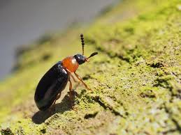 Attēlu rezultāti vaicājumam “Tetratoma fungorum”