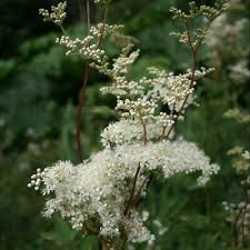 Attēlu rezultāti vaicājumam “Filipendula ulmaria  leaf”