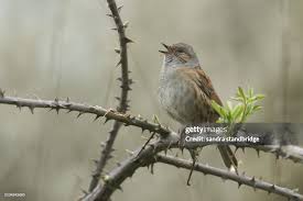 Attēlu rezultāti vaicājumam “Prunella modularis”