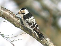 Attēlu rezultāti vaicājumam “Dendrocopos minor”