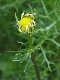 Attēlu rezultāti vaicājumam “Tripleurospermum inodorum”