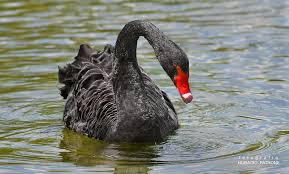 Attēlu rezultāti vaicājumam “Cygnus atratus”