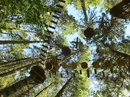 Image result for Go Ape! Grizedale