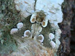 Attēlu rezultāti vaicājumam “Thyatira batis”